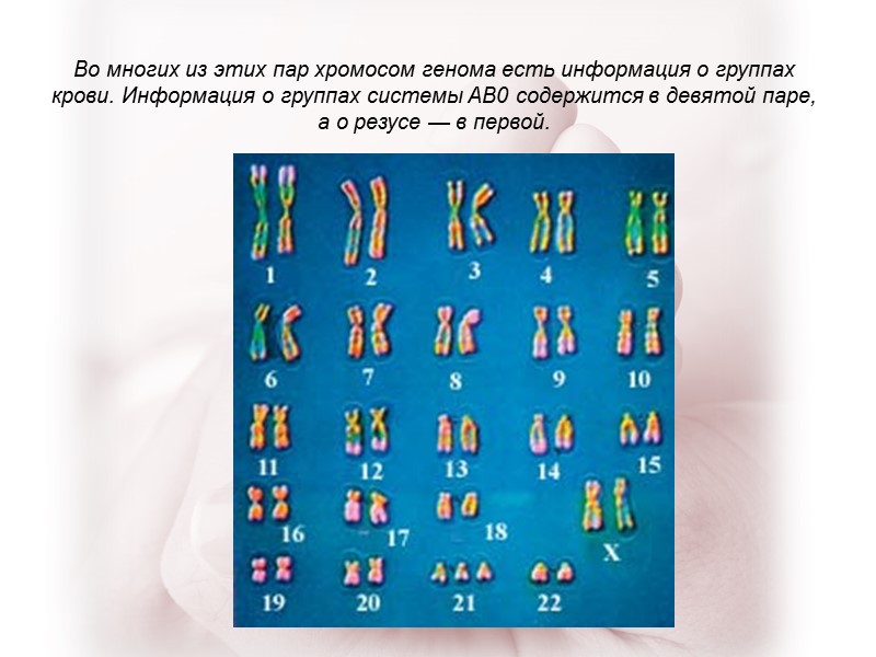 Во многих из этих пар хромосом генома есть информация о группах крови. Информация о